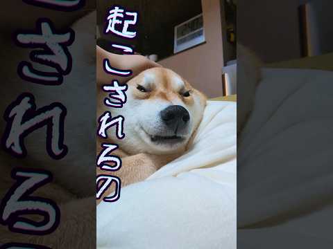 犬猫で足を温める #柴犬スティーブ #アテレコ