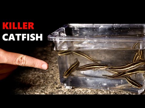 The DEADLIEST FISH You've Never Heard of: Striped Eel Catfish