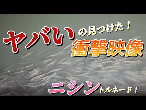 衝撃映像！日本海ニシンの大群が目の前に！