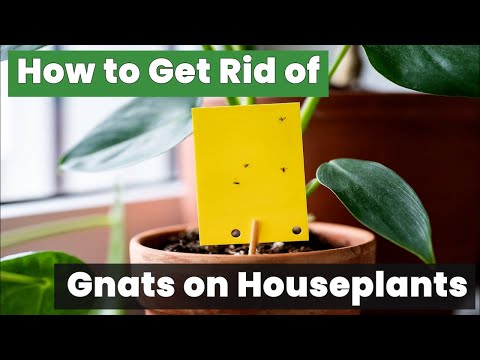 How to Get Rid of Gnats on Houseplants Using Natural Methods!