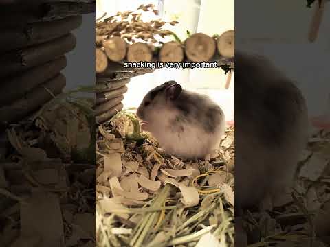 My Hamster Tries Broccoli for the First Time 🐹🥦 #hamster #tastetest #funny #food