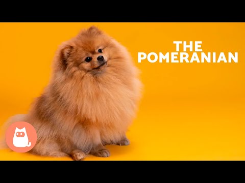 The POMERANIAN Dog 🐶 (Origin, Characteristics, Character and Care)