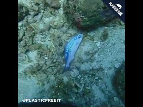 Pesce in una busta di plastica