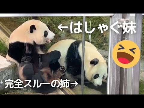 【悶絶】結浜が近づいてきて..はしゃぐ楓浜が可愛すぎる😍パンダシスターズ🐼