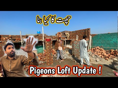 New Pigeon Loft Update Today 🤗