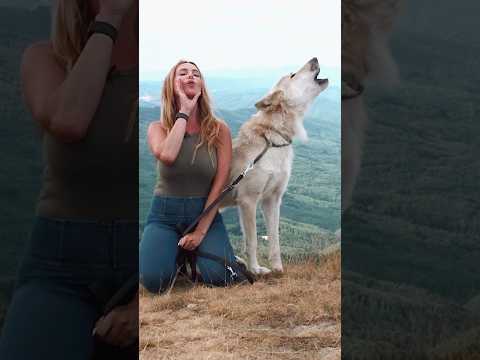 GIRL HOWLS WITH HUGE WHITE WOLF #wolf #wolfhowl #thewhitewolf #arcticwolf