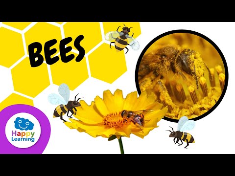 THINGS YOU DIDN'T KNOW ABOUT BEES 🐝 | HAPPY LEARNING 🍯