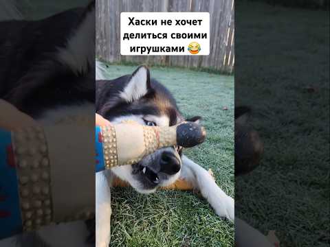 Хаски Дейзи жадина 😂 #usa #хаски #shorts #husky