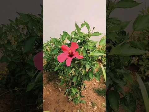 మందారం | Hibiscus Flower #hibiscus #shorts