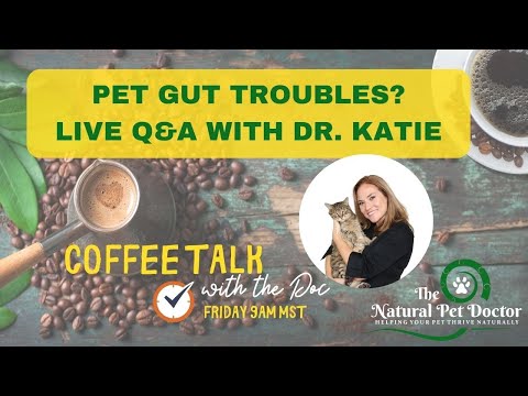 Cat & Dog Gut Health Problems - Q&A with Dr. Katie Woodley - Holistic Veterinarian