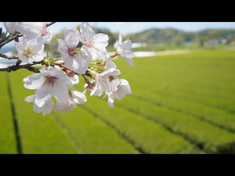 🌸新茶時期到来のサイン🌸