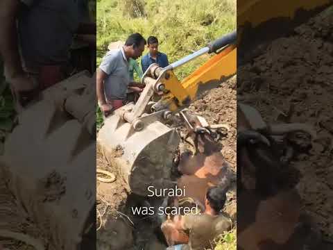 A cow fell into a mud pit #animal rescue #shorts #cow