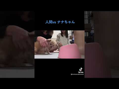 【人間vs子犬】生後3ヶ月のマルプーの赤ちゃんの食い意地がヤバい #子犬動画#日常#犬の赤ちゃん#blog #しもにー #バイク #単車