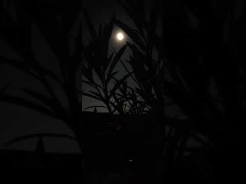 NIGHT VIBES |Chandani Raat| full moon |Moon lands in my Garden#plants #shorts #youtubeshorts#shorts