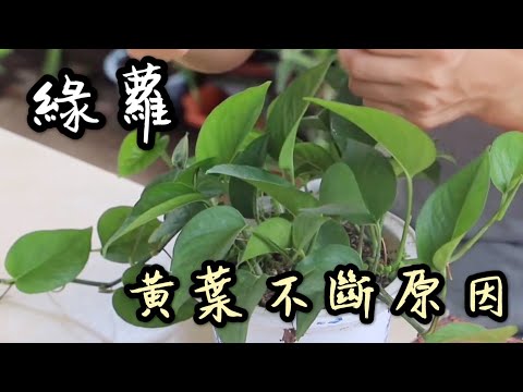 【天天小花農】綠蘿 “黃葉” 的主要原因，被很多人忽視了，難怪黃葉不斷