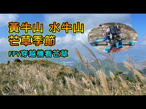 黃牛山 水牛山 睇芒草 | 穿越機 FPV 看芒草 | Insta360 OneX2 行山 | Naked GoPro 6 | Reelsteady Go | 廣東話頻道