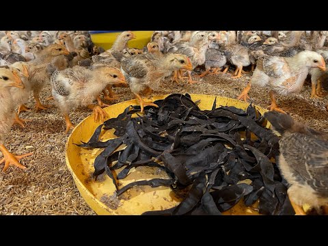 What do 15 day chicks need to do,how to kill bacteria and viruses in the chicken raising environment