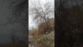 Cutting down a giant mulberry tree in the river