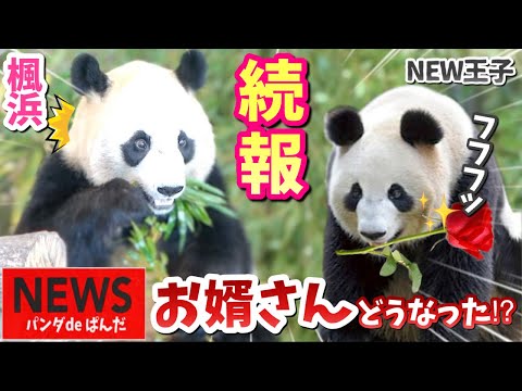 【パンダアイドル楓浜】ふうひんの未来に光🐼新しいぱんだどうなった〜⁉️