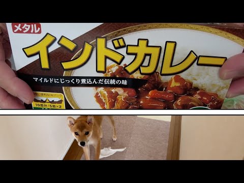 カレー時々イタズラ柴犬　牛ニキでメタル インドカレー