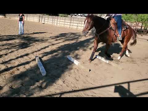 Horse Video   TR 3