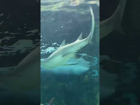 Ripley’s Aquarium Canada #shorts @rafisviews