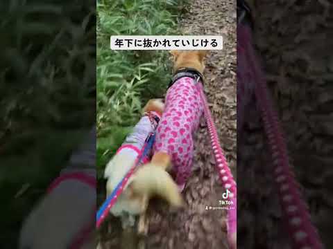 幅寄せした甲斐なく。#保護犬を家族に #doggo #doglover #rescuedog ＃犬のいる暮らし#犬との暮らし