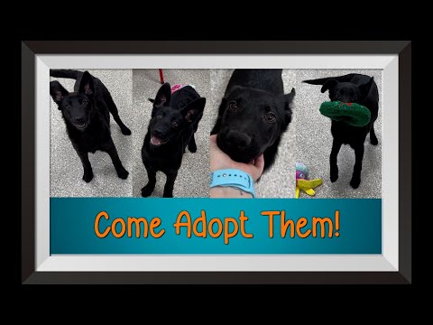 Adopt a Black Lab from the Humane Society!