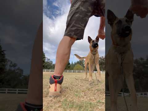 Old Dog and Young Puppy Emotional Training Demo #shorts #malinoislovers #malinoispuppy #dogtraining