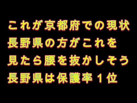 歩行者が横断したくてもできない京都府