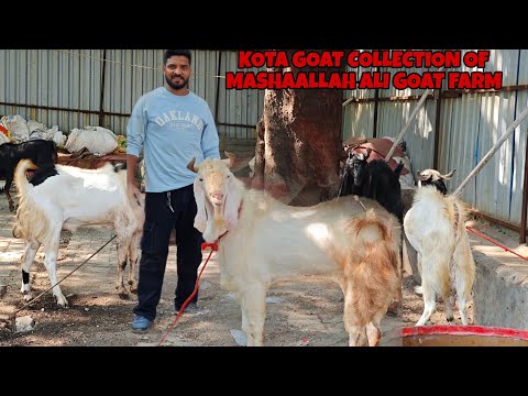 ZABARDAST KOTA BAKRA 🐐 COLLECTION FOR QURBANI 2025 AT MASHAALLAH ALI GOAT FARM MIRA ROAD FOUNTAIN