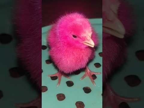 Small chicken color chicks #hen #birds #chicks #cute