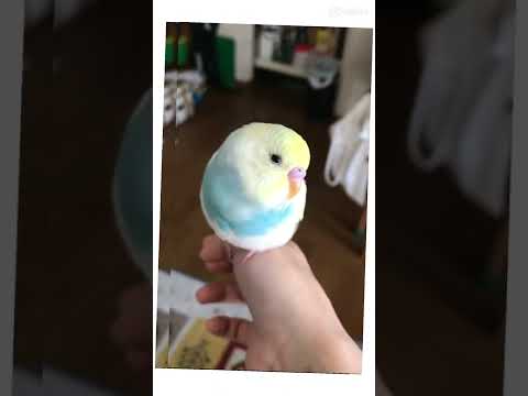 すいちゃんの成長動画💓 #セキセイインコ