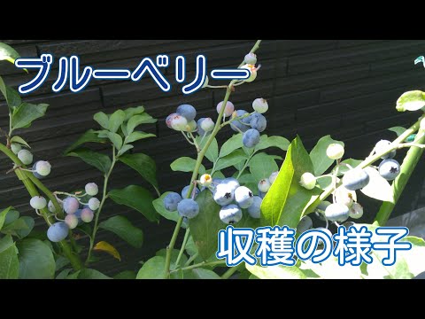 【家庭菜園】採れたてブルーベリー