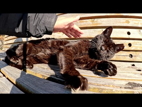 A black cat stretches out on a bench after being touched by a human