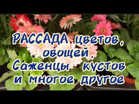 Саженцы, рассада, удобрения  в САДОВОМ ЦЕНТРЕ Леруа Мерлен (Москва) #рассада #садовыйцентр #саженцы