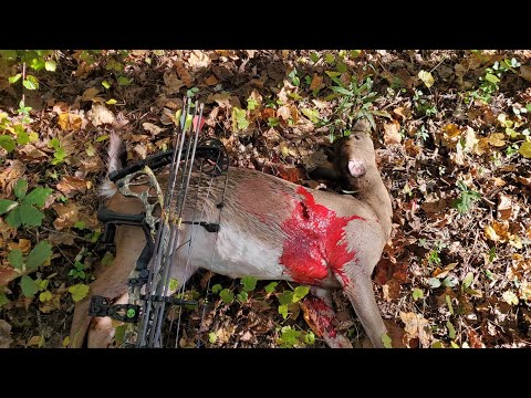 Virginia Bow Kill! Major Blood Trail!!