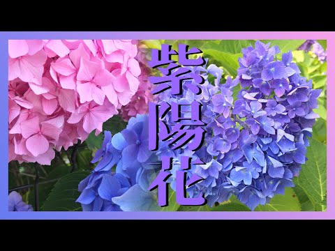 【朱印日記】6月梅雨/繡球花姹紫嫣红開遍/白色繡球花是用墨水也染不黑的白@三室戶寺/片尾有莫名其妙的彩蛋!!!