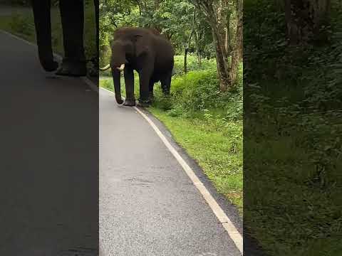 K Gudi Gajendra | Br Hills | Elephant Video | Forest Video | Biligirirangana Betta | Chamarajanagara