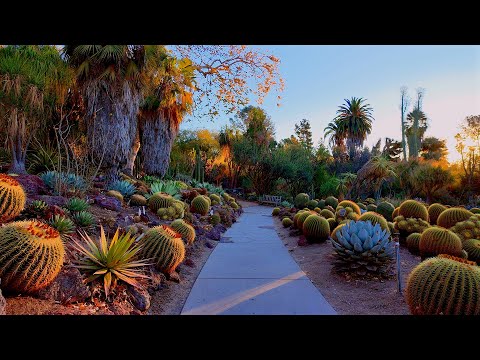 Walking the Desert Garden on a Quiet December Morning (in 4k)