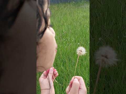 dandelions