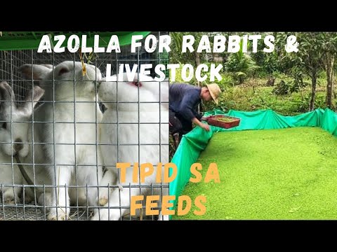 Azolla Farming, Paanu mag Pakain ng Azolla sa Livestock