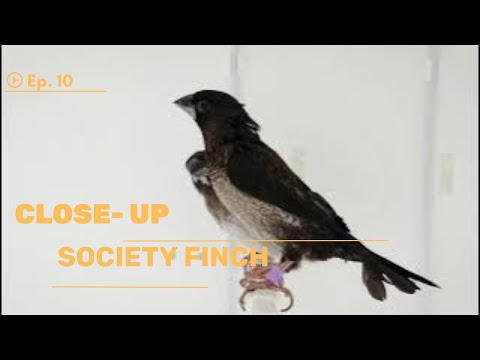 👉 S10 Society finch - Lonchura domestica | Pescăruș japonez