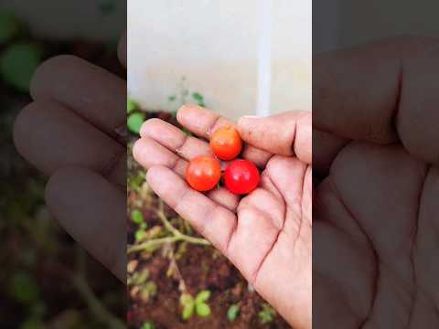 Cherry tomatoes harvest #harvest #shorts