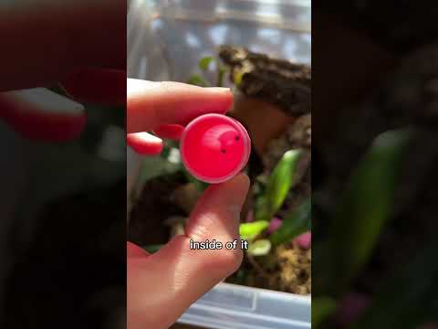 Gecko finally uses her pink tube — mourning gecko breeding