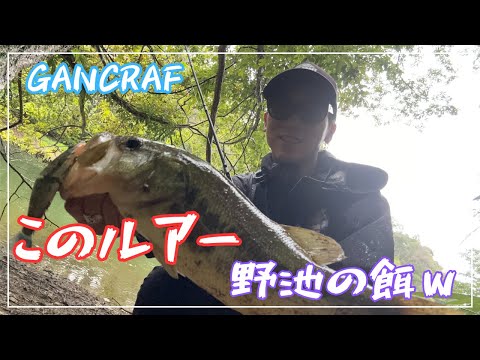 【短時間釣行】やっぱり このルアー は 野池 で餌だったｗ【ラチェット144】【おかっぱり】【野池】【GANCRAFT】【ビッグベイト】