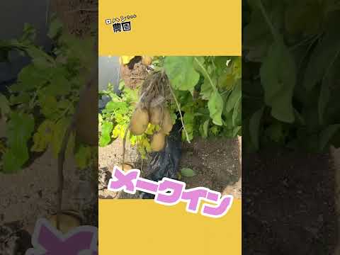 春ジャガイモの試しぼり #shorts #家庭菜園 #じゃがいも