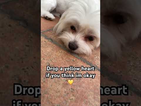 Drop a heart! #dog #puppy #cute #dragon1256  #cute #fyp #funny