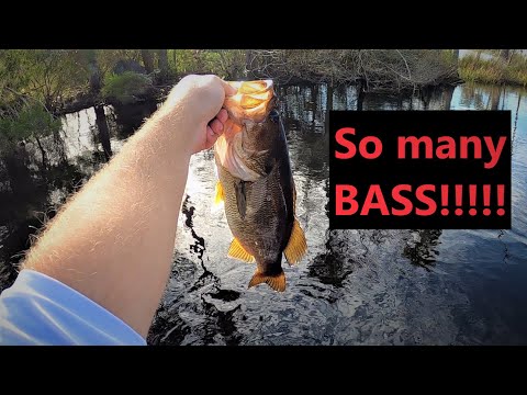 So many BASS! Top water and spinnerbait bass fishing. Gator tail extreme GTR40XD