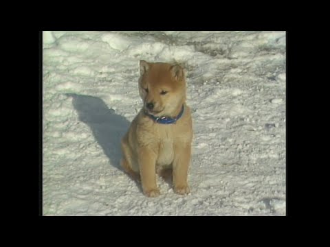 「王国柴犬4代記」 ムツゴロウとゆかいな仲間たち